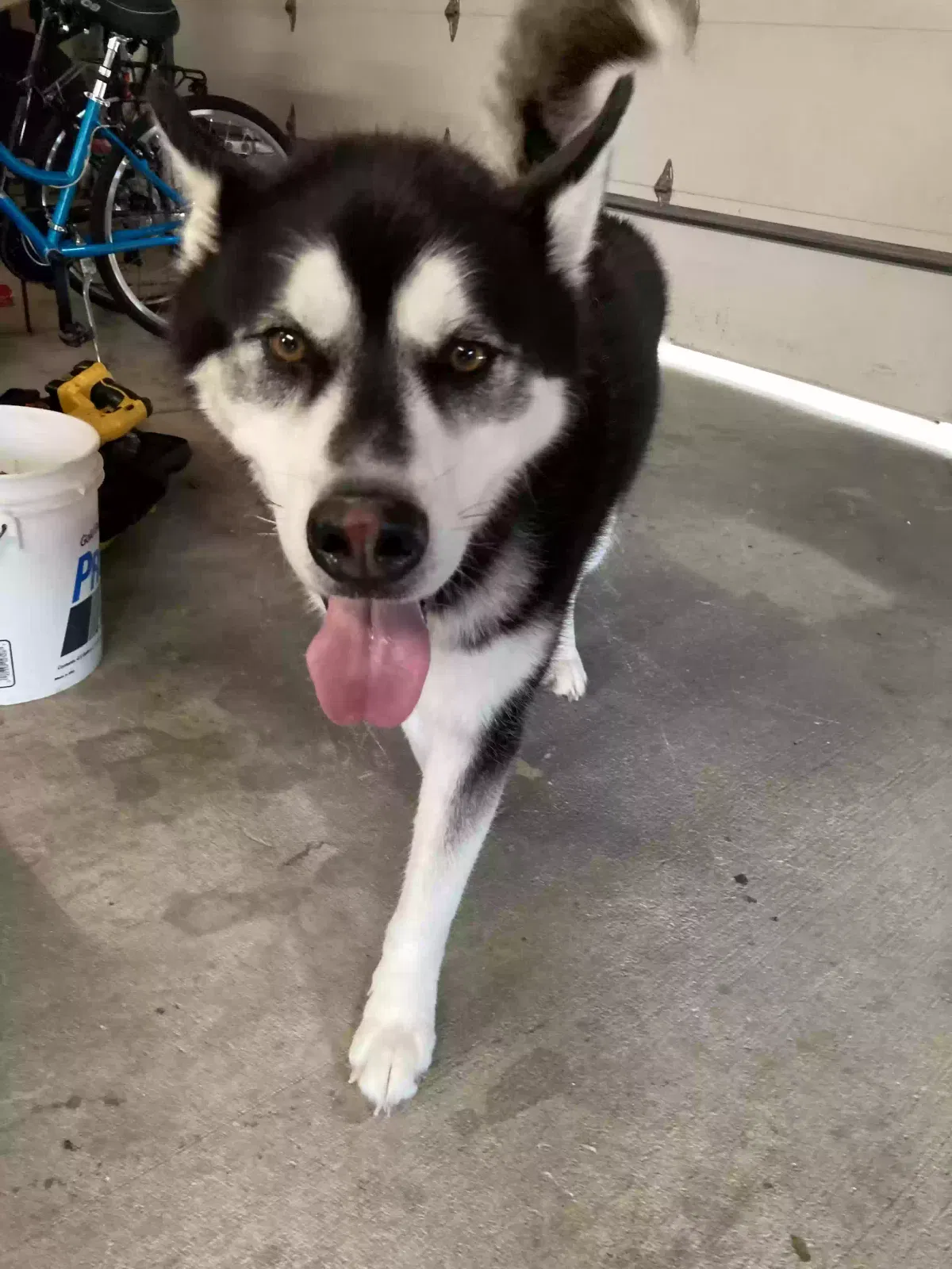 Found dog in Indianapolis, IN, 46241
