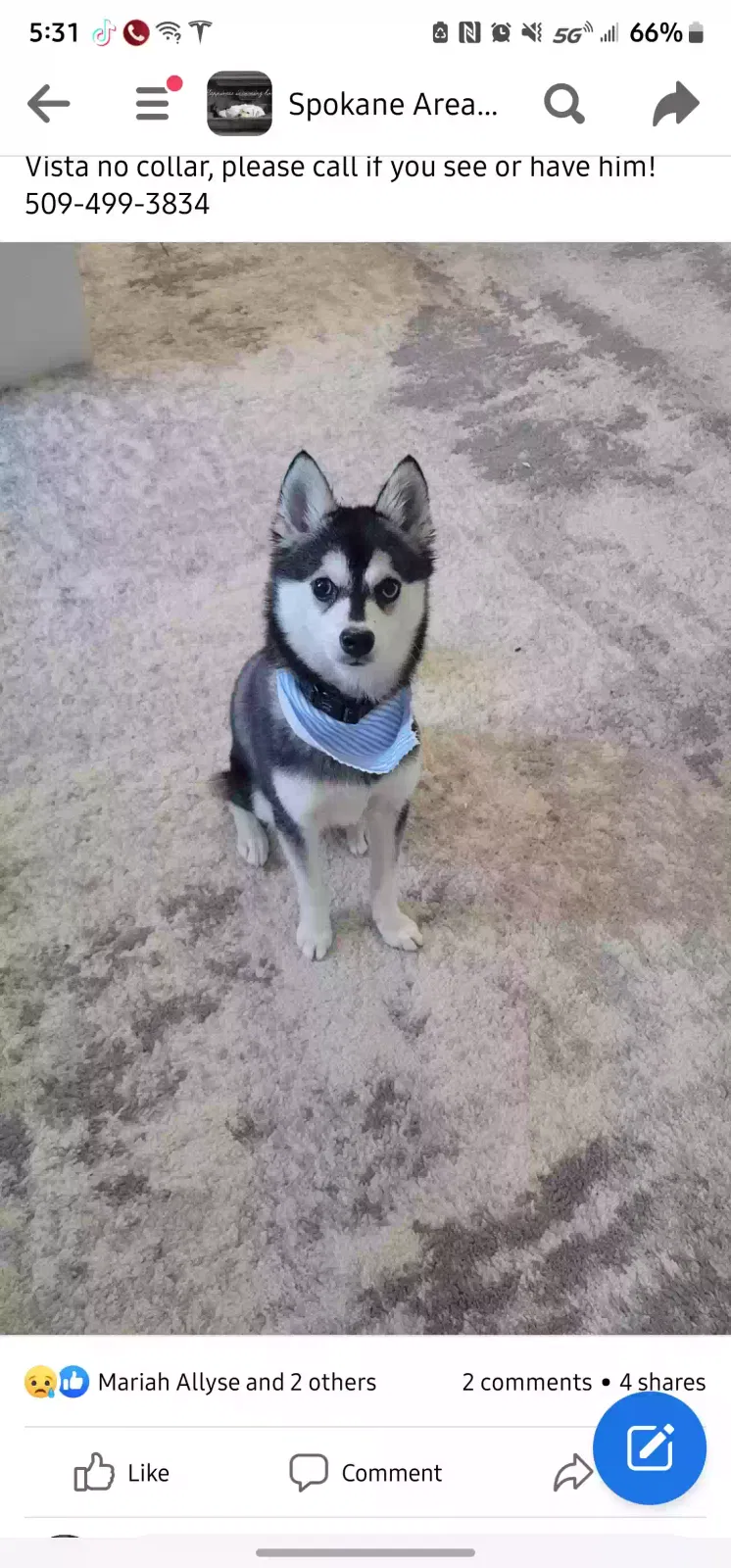 Lost dog in Spokane, WA, 99212