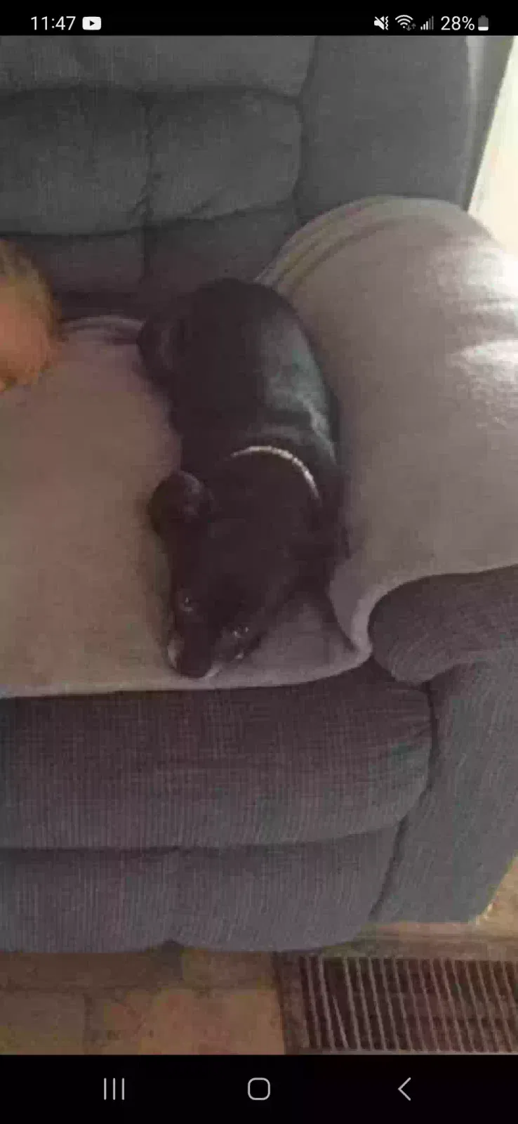 Lost dog in Harrison, OH, 45030