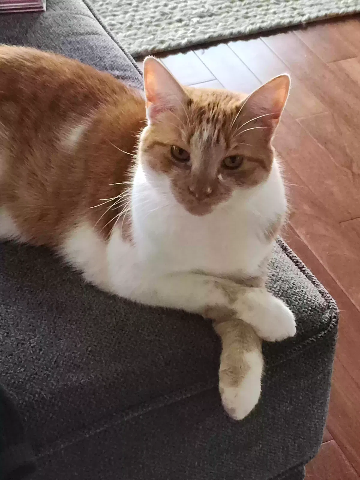 Lost cat in Newport, OR, 97365
