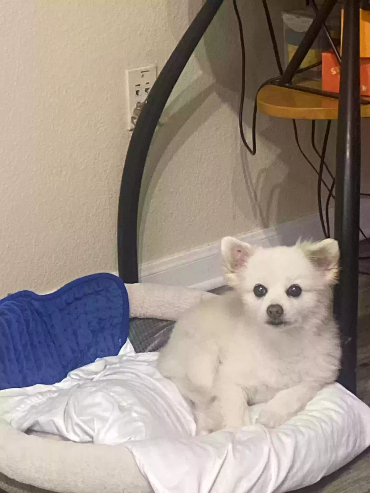 Lost dog in Modesto, CA, 95354