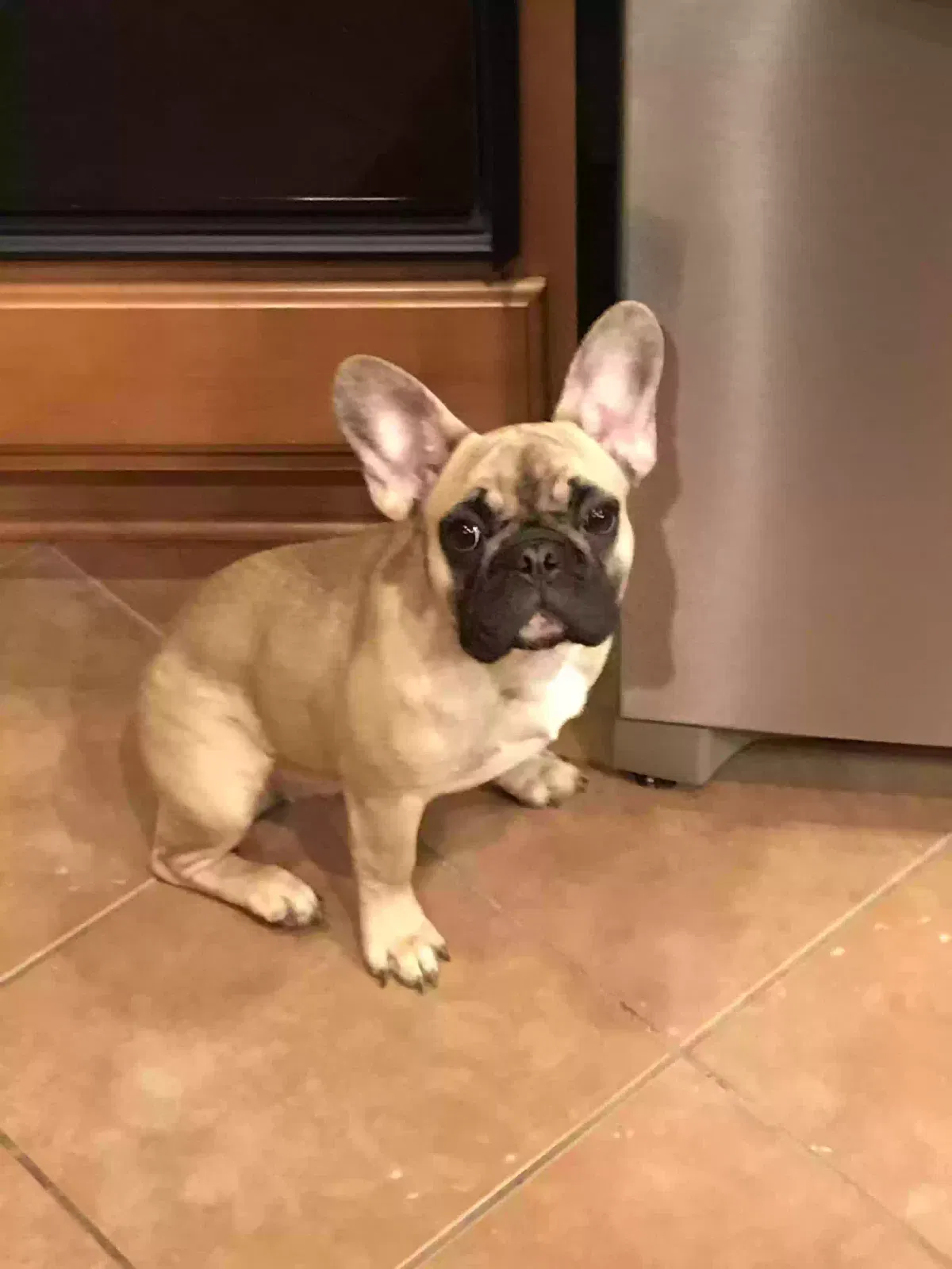 Lost dog in Charlotte, NC, 28227