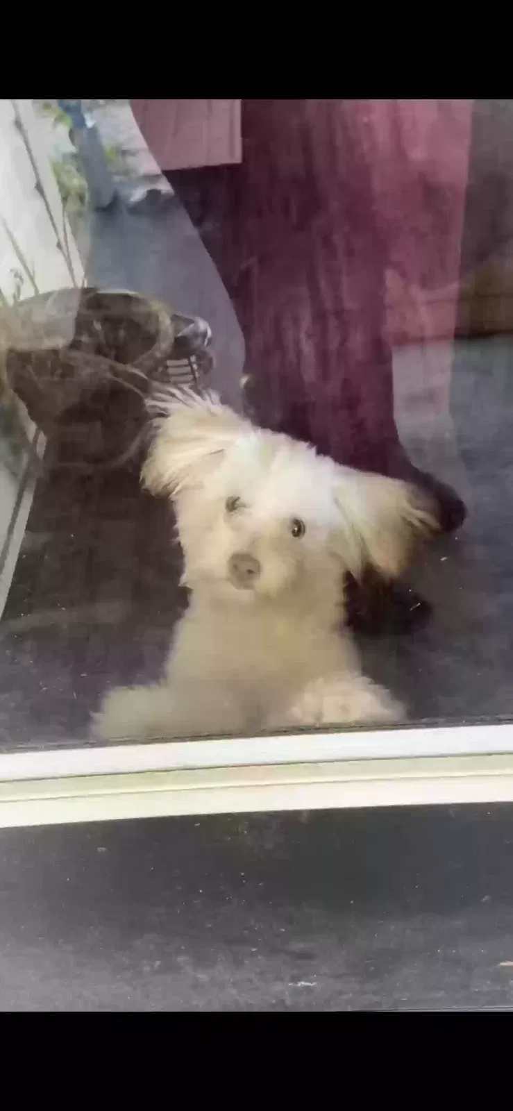 Lost dog in Gastonia, NC, 28052