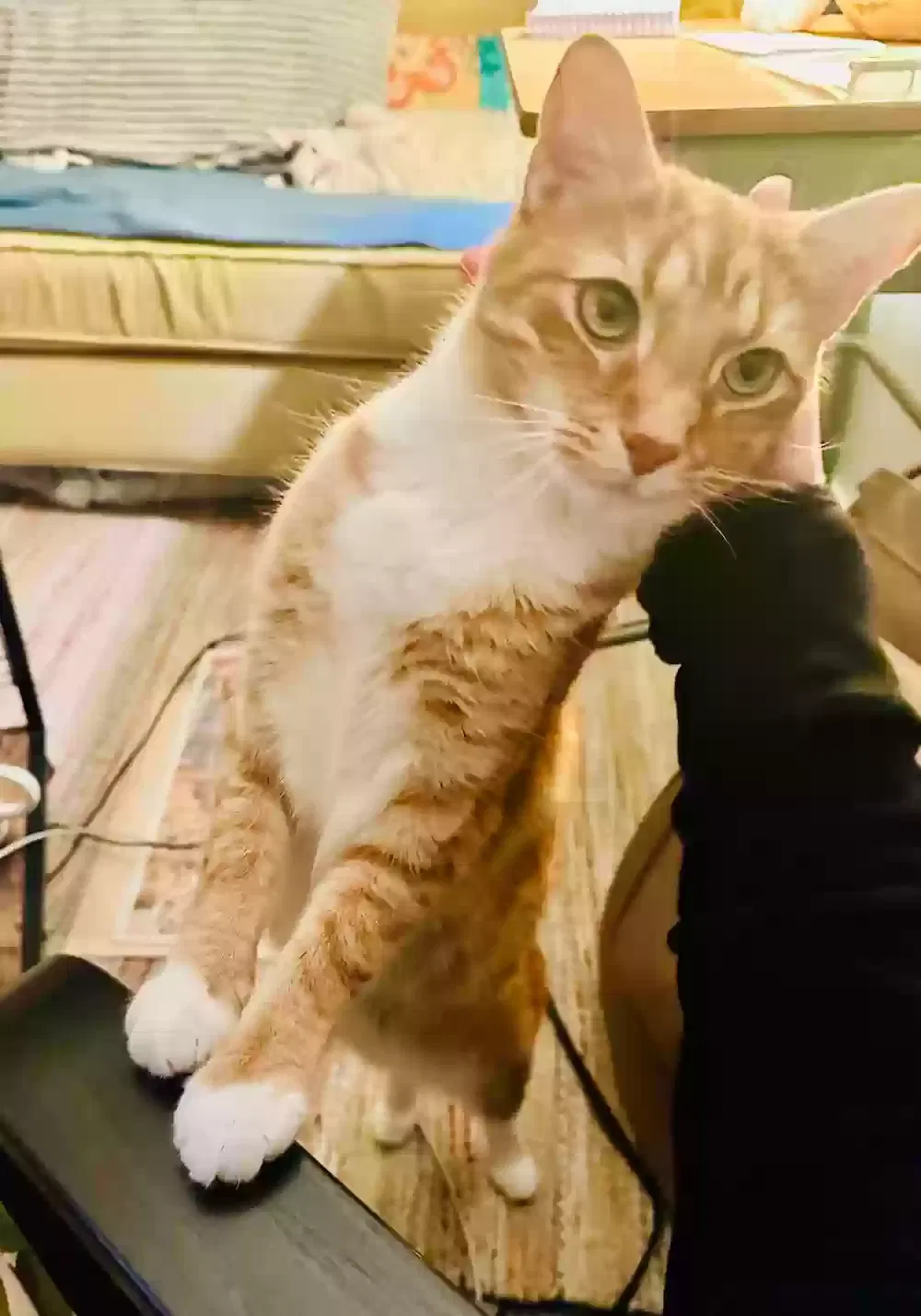 Lost cat in Oberlin, OH, 44074