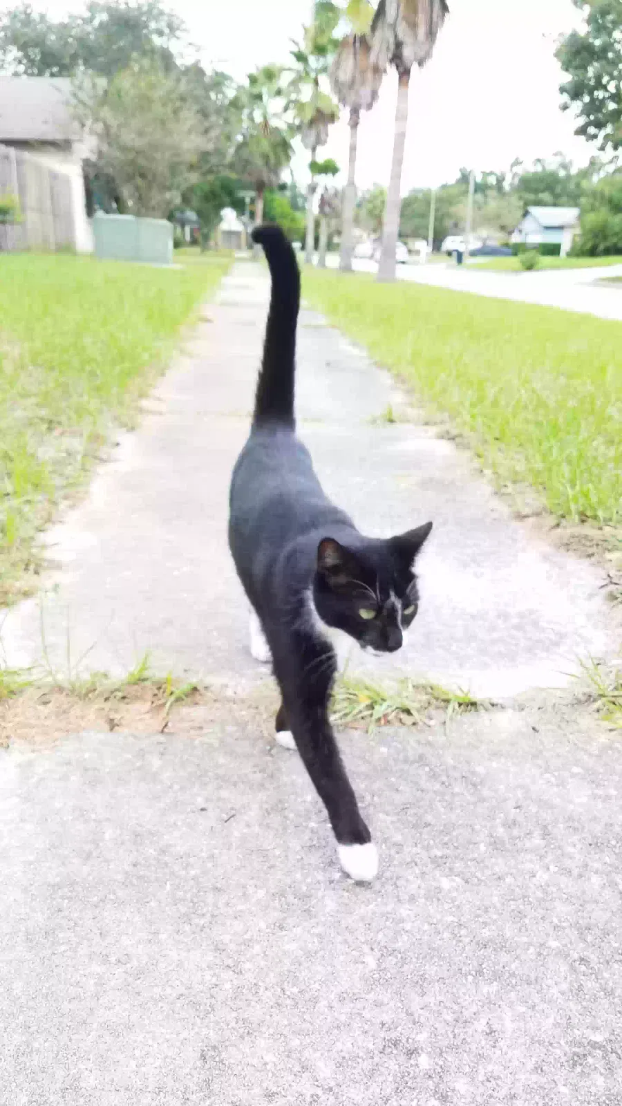 Lost cat in Sanford, FL, 32773