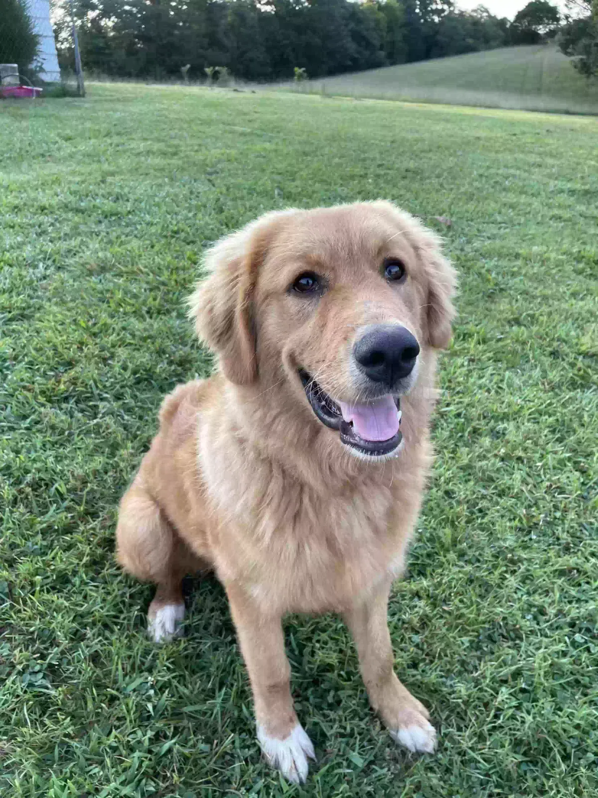 Lost dog in Rockwood, TN, 37854
