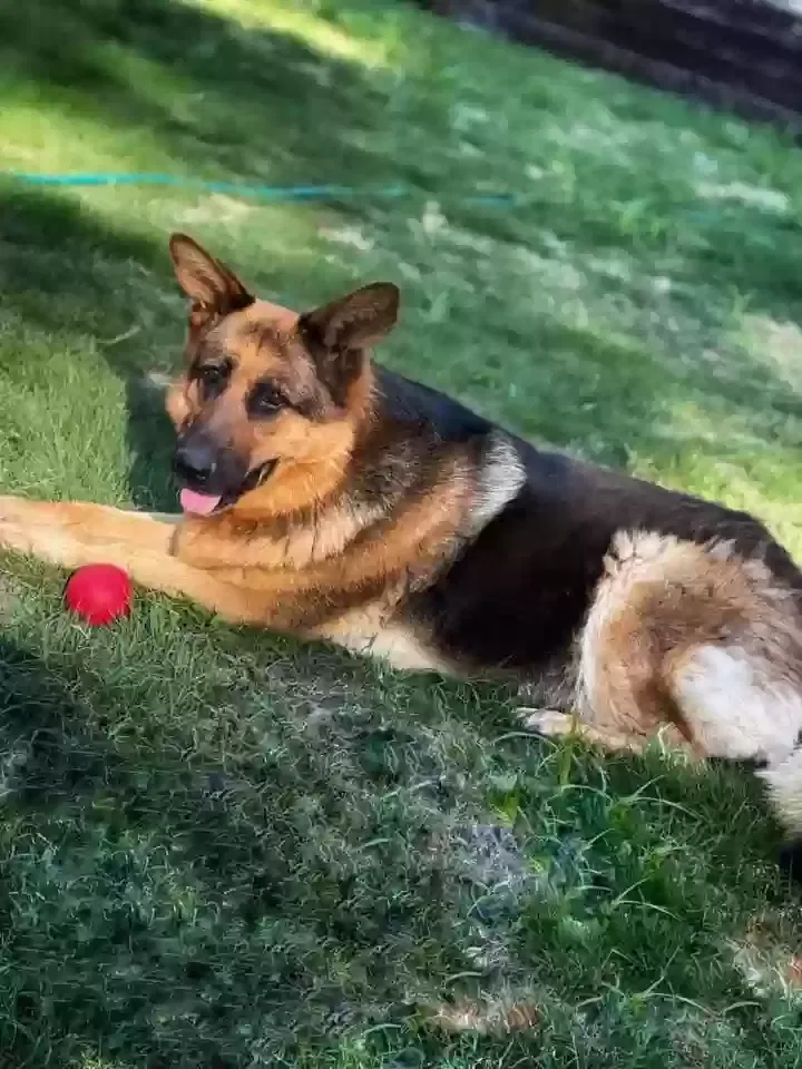 Lost dog in Columbia, SC, 29229