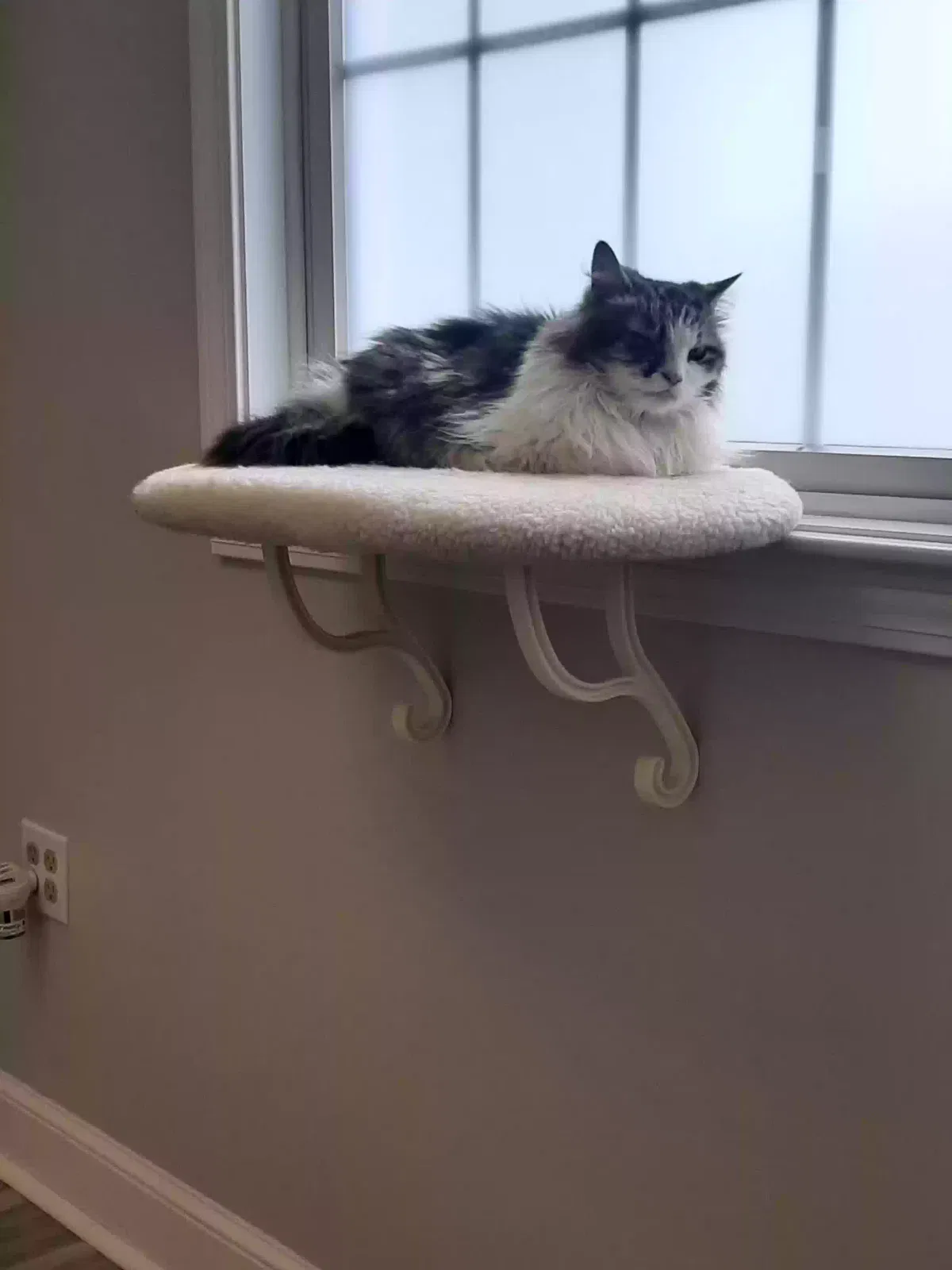 Lost cat in Nashua, NH, 3060