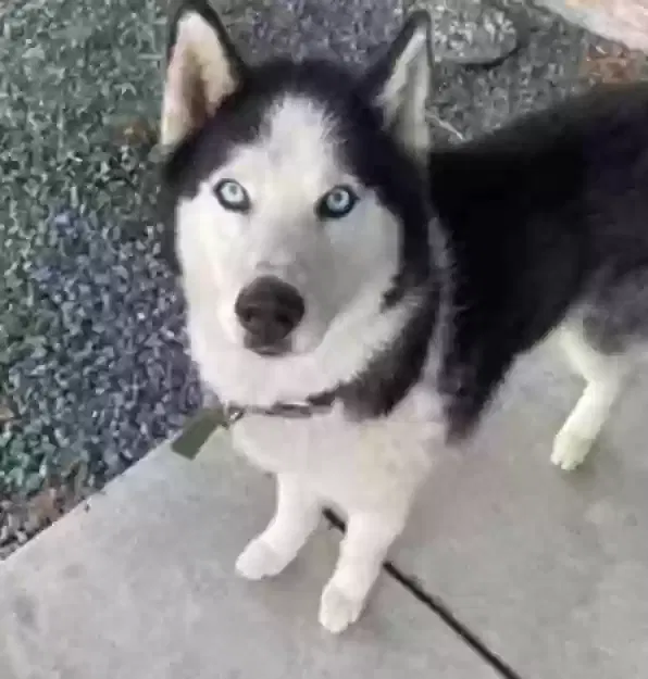 Lost dog in Bakersfield, CA, 93306