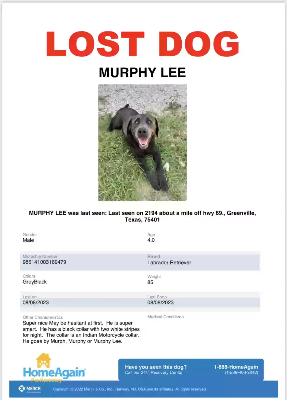 Lost dog in Greenville, TX, 75401