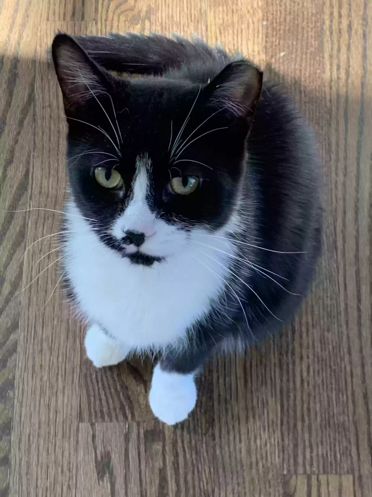 Lost cat in Barrington, IL, 60010
