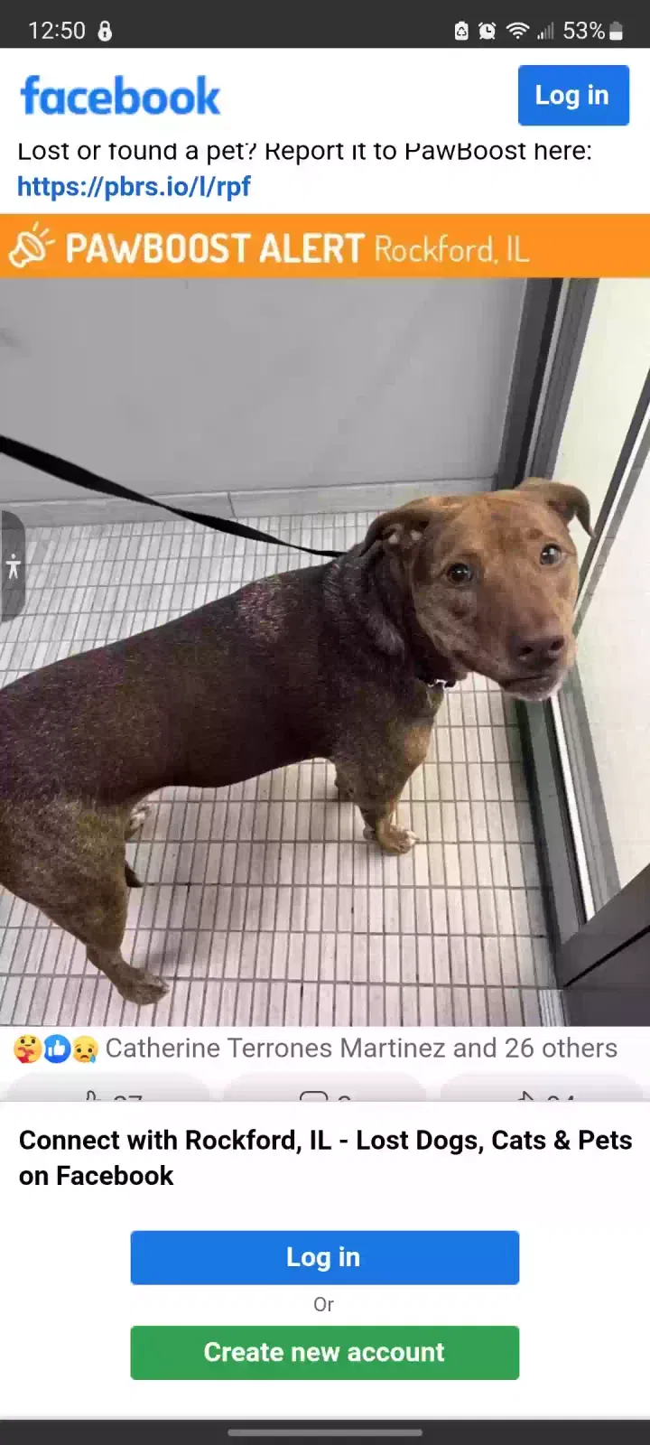 Lost dog in Rockford, IL, 61104