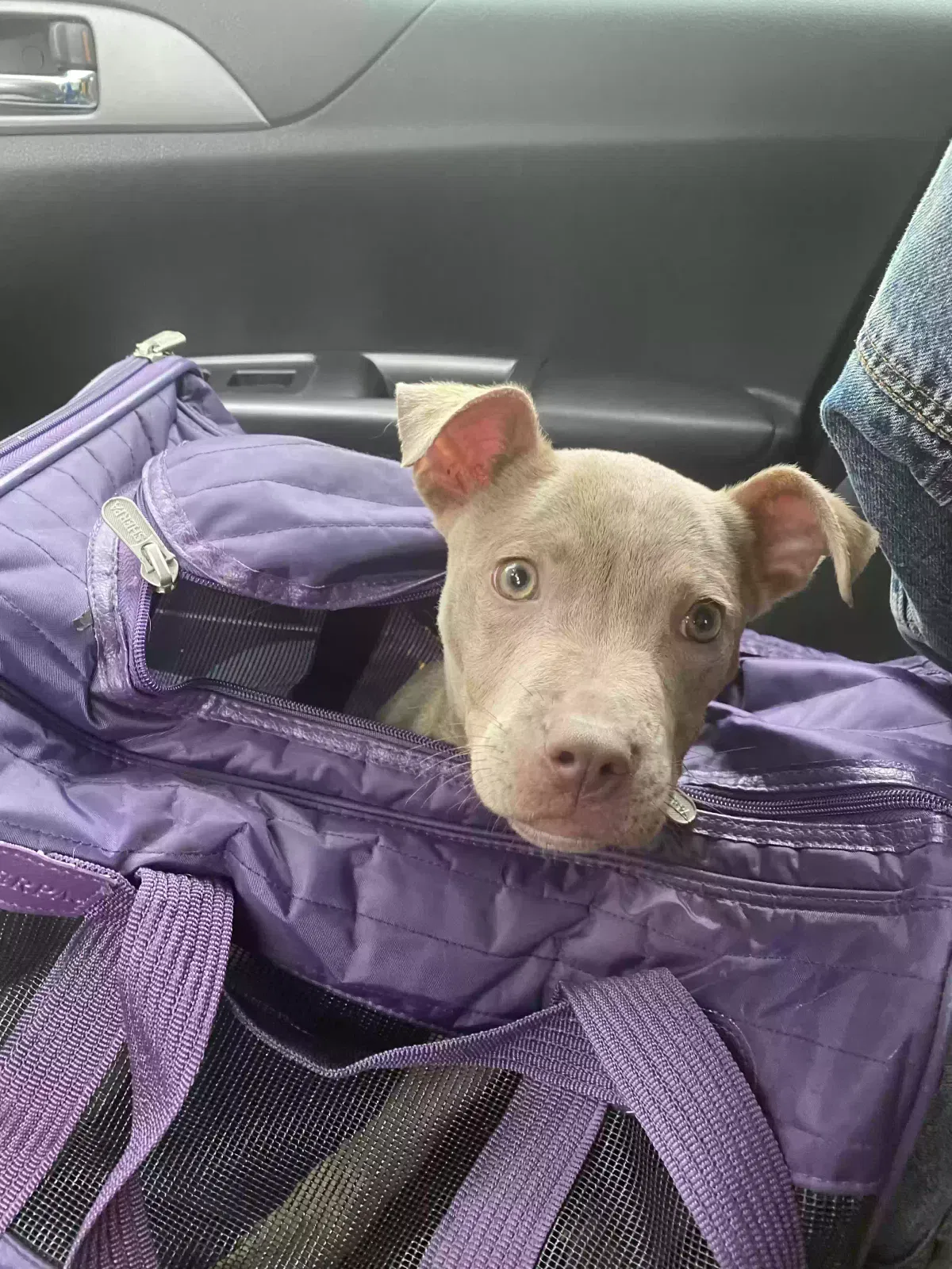 Found dog in Memphis, TN, 38115
