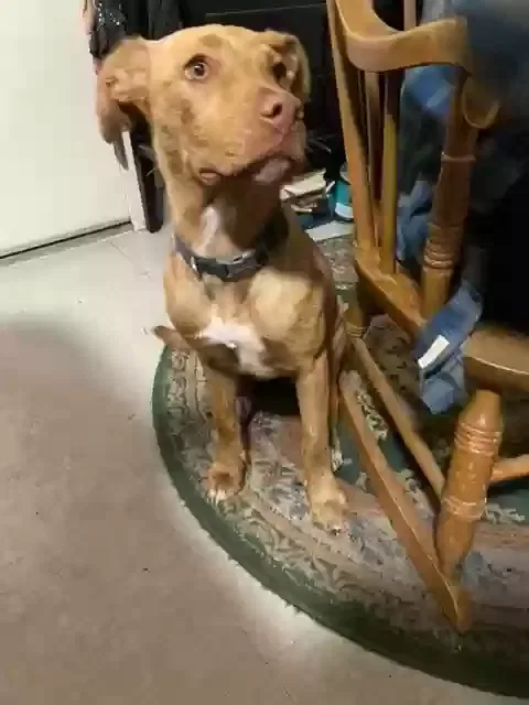 Found dog in San Francisco, CA, 94103