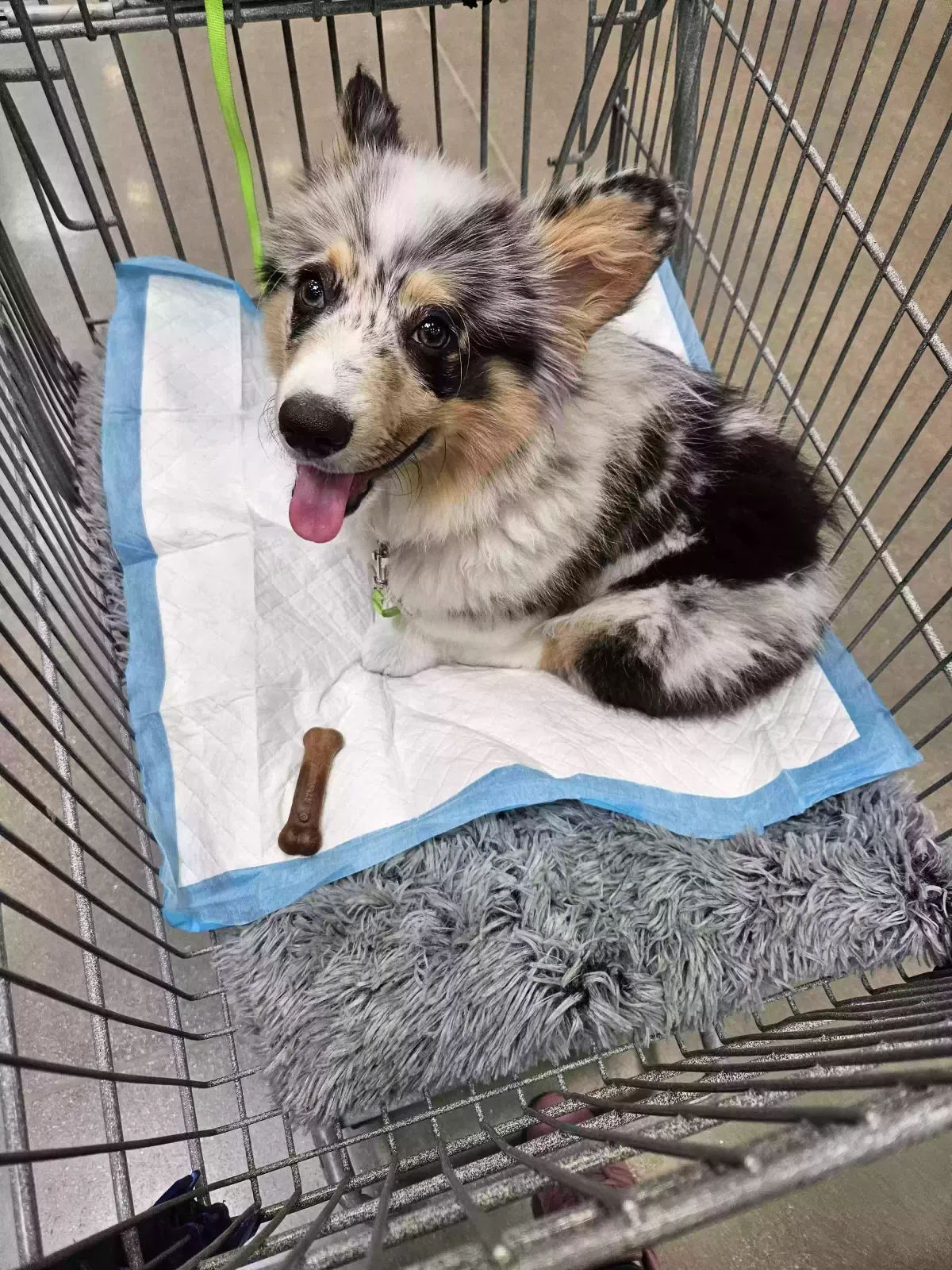 Lost dog in Denver, CO, 80229