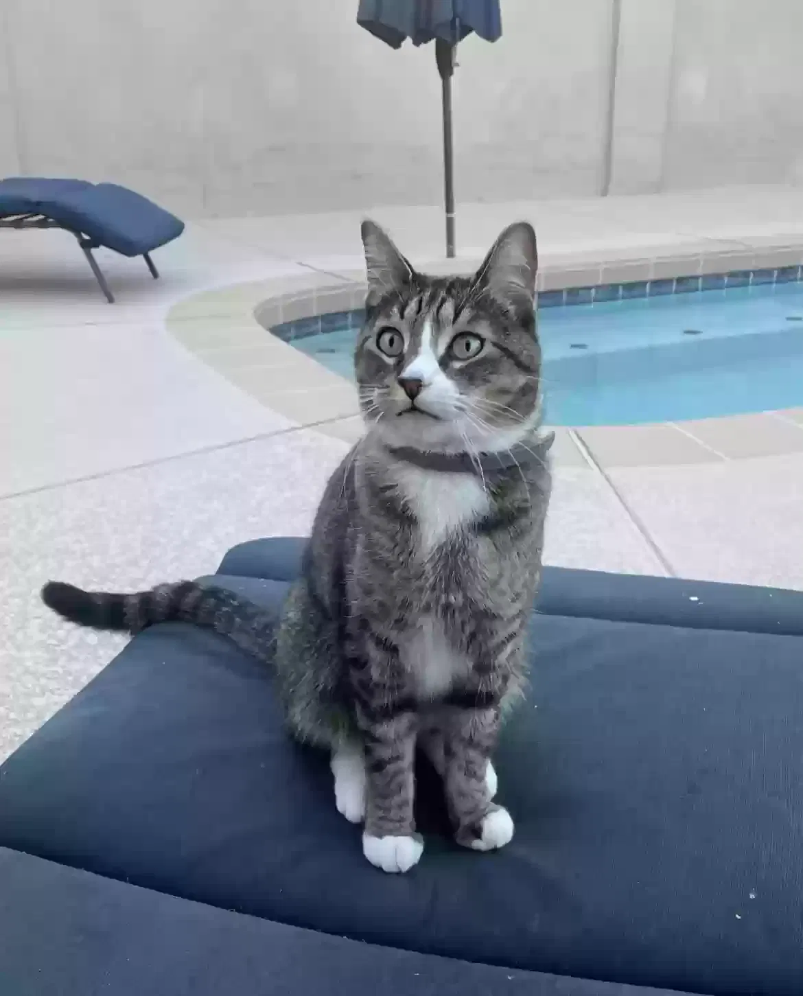 Lost cat in Phoenix, AZ, 85048