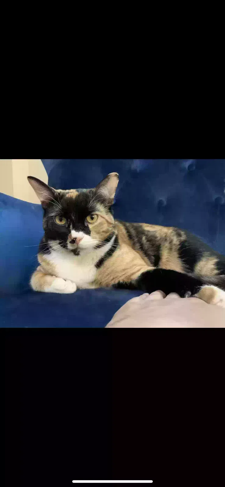 Lost cat in Magnolia, TX, 77354