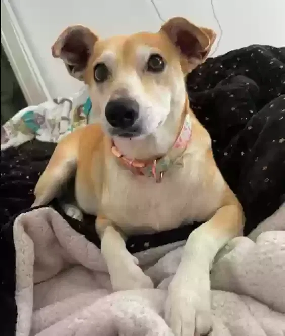 Lost dog in San Marcos, CA, 92069
