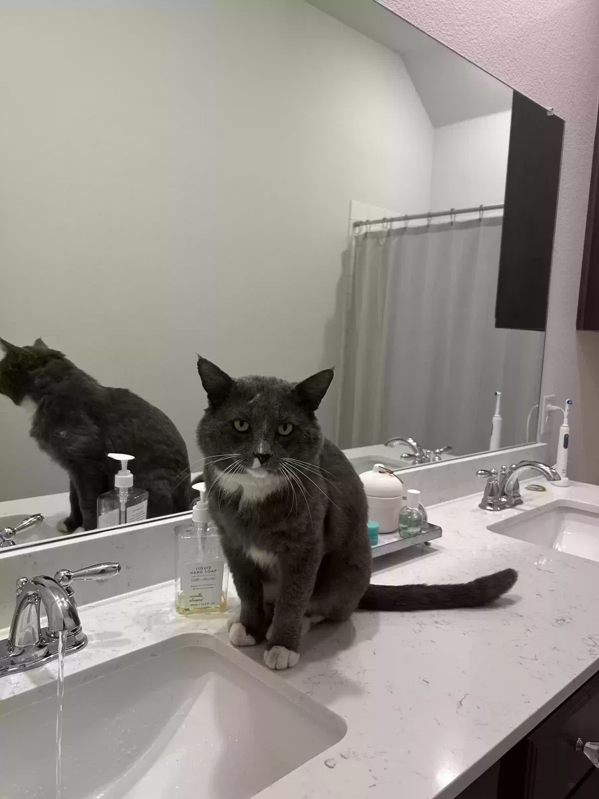 Lost cat in Denison, TX, 75021
