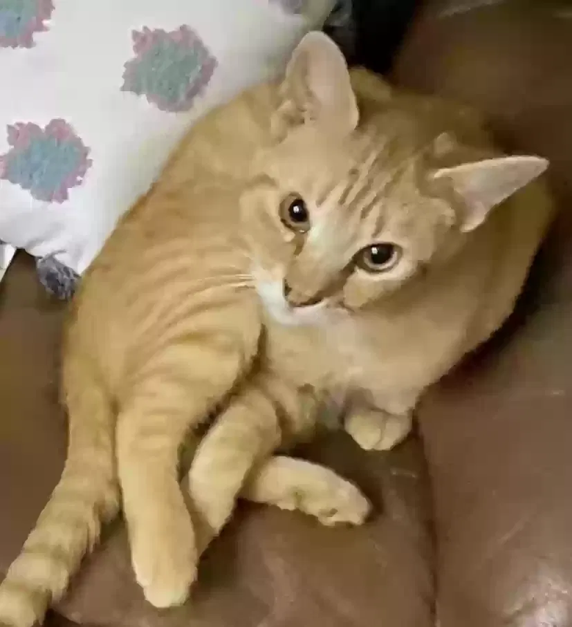 Lost cat in Belton, TX, 76513
