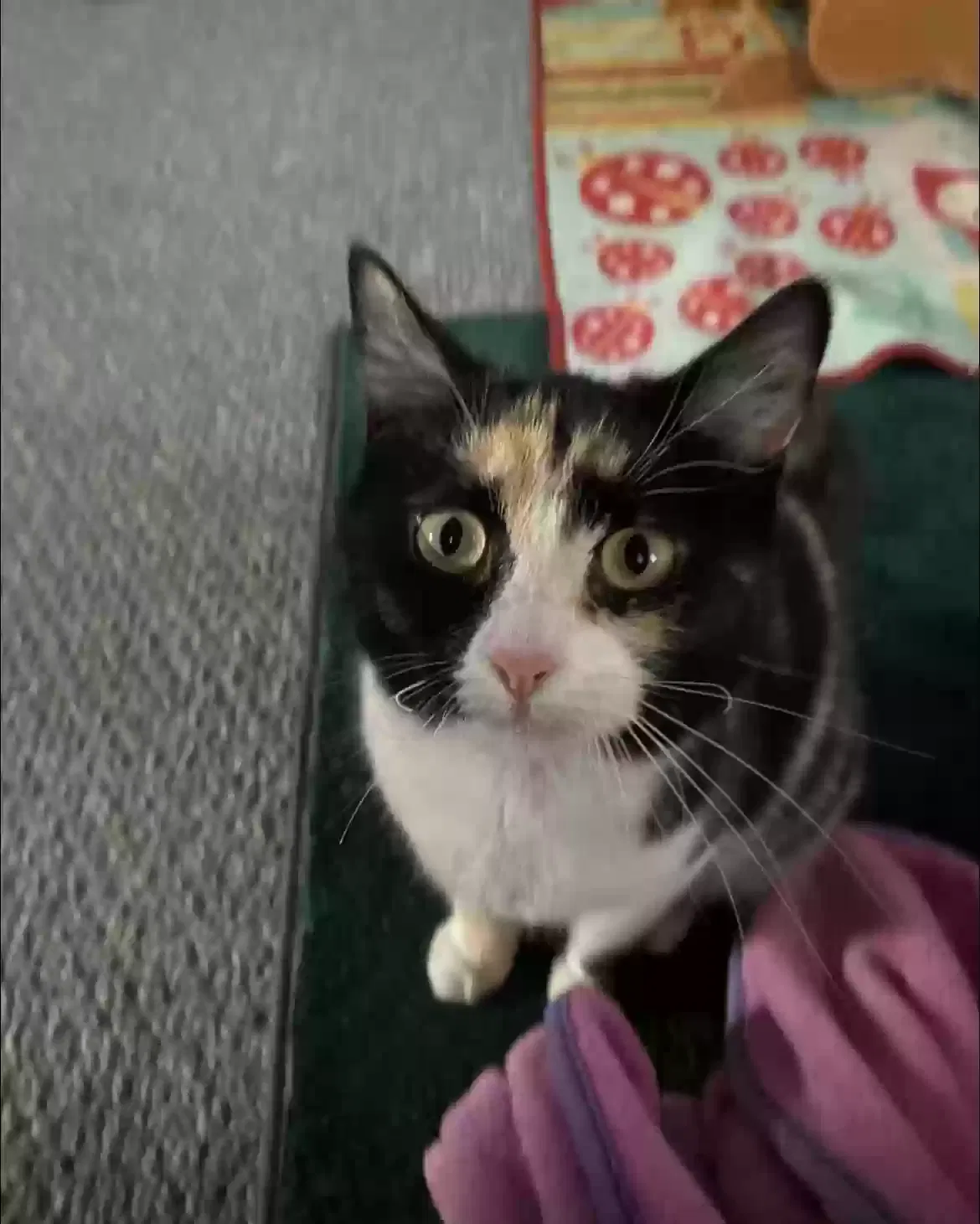 Lost cat in Ecorse, MI, 48229