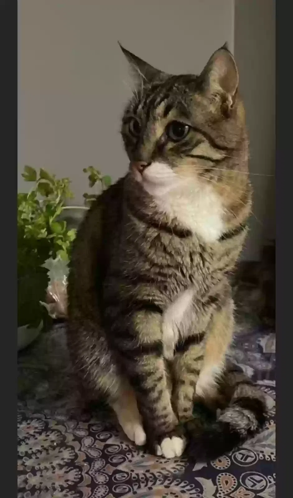 Lost cat in Pasadena, MD, 21122