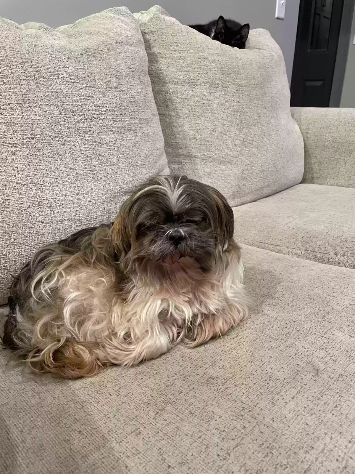 Lost dog in Waconia, MN, 55387