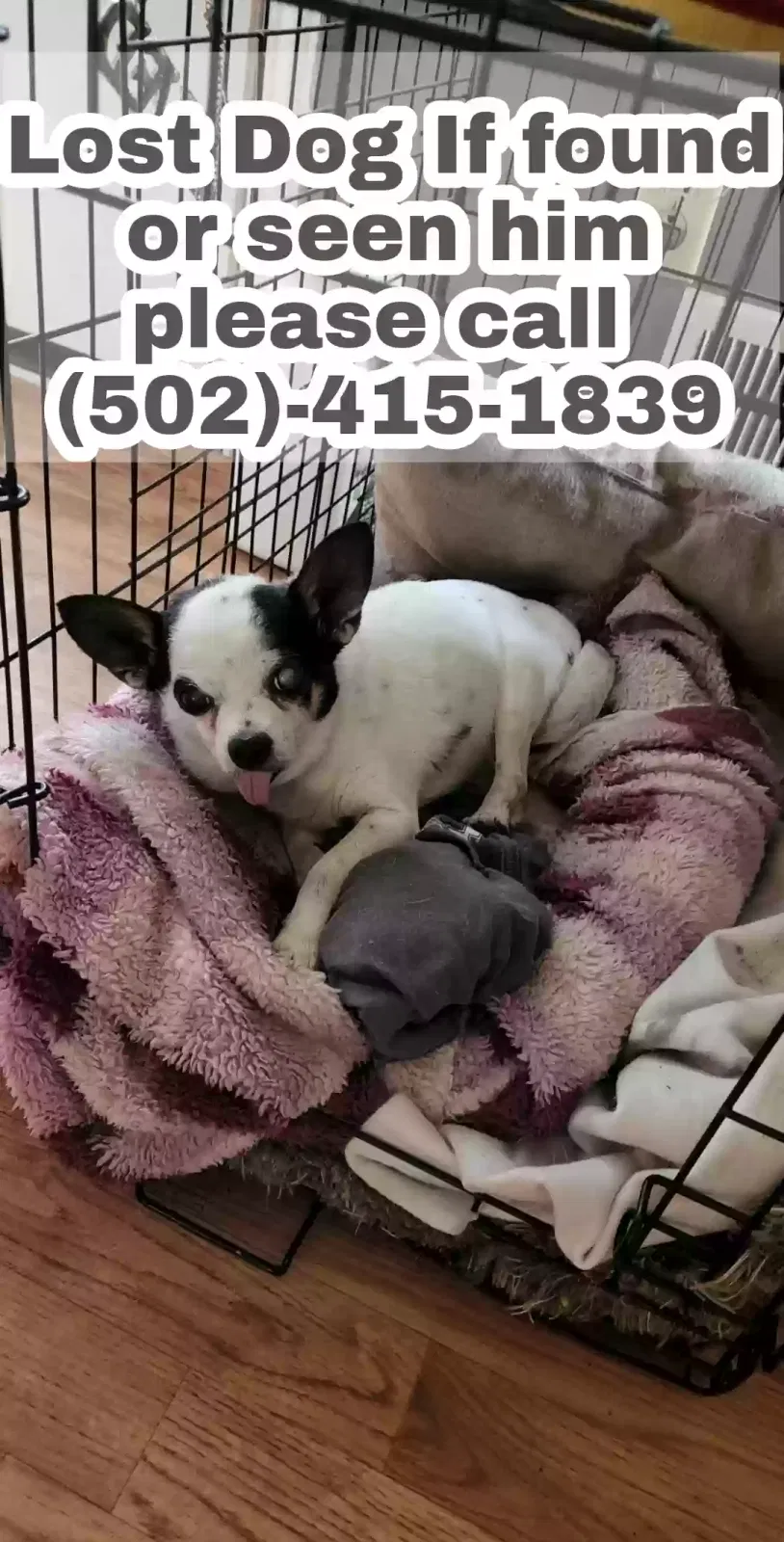Lost dog in Taylorsville, KY, 40071