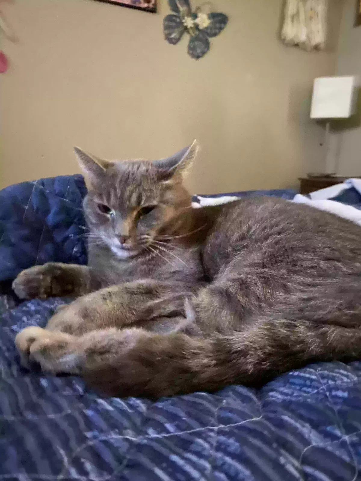 Lost cat in Granite Falls, NC, 28630