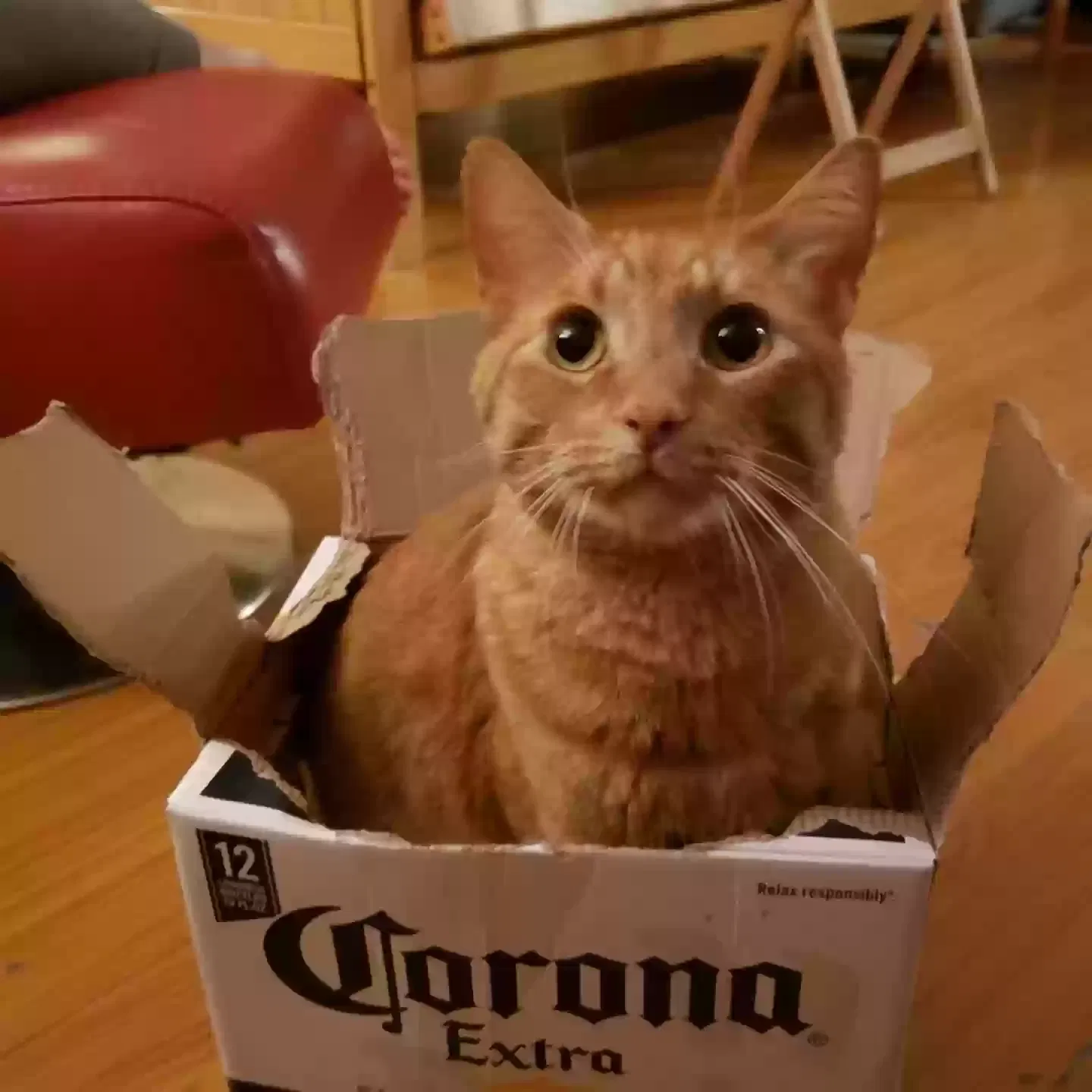 Lost cat in Bakersfield, CA, 93304