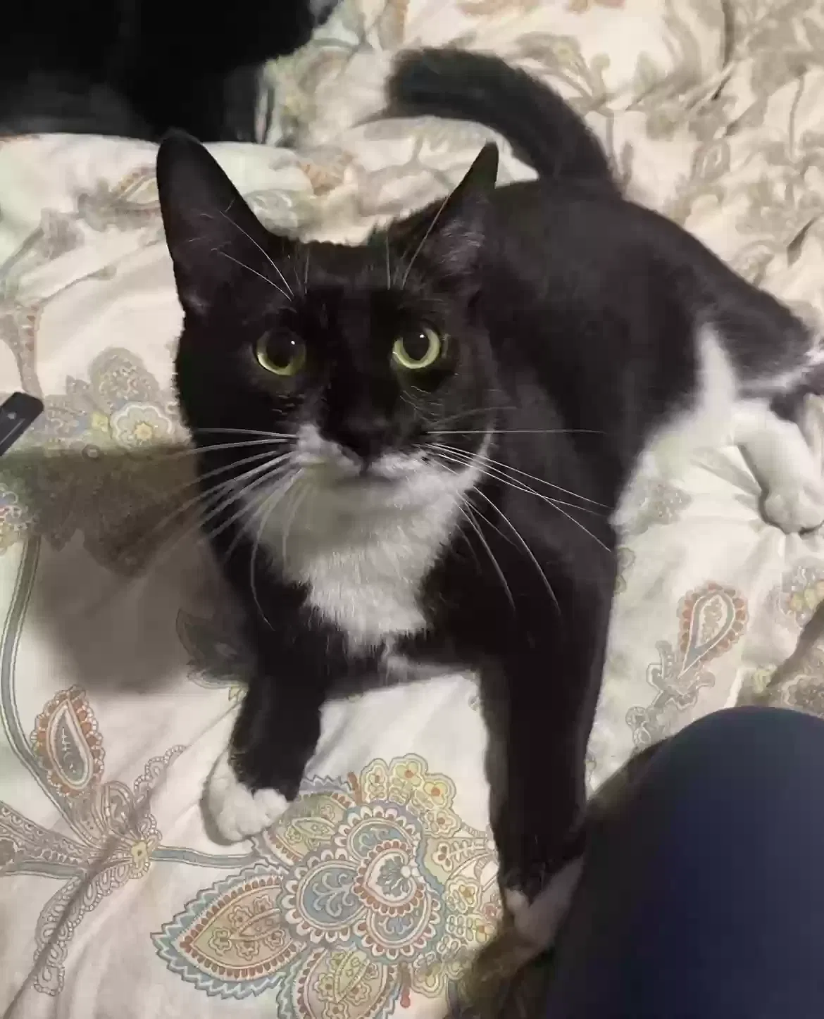 Lost cat in West Palm Beach, FL, 33409