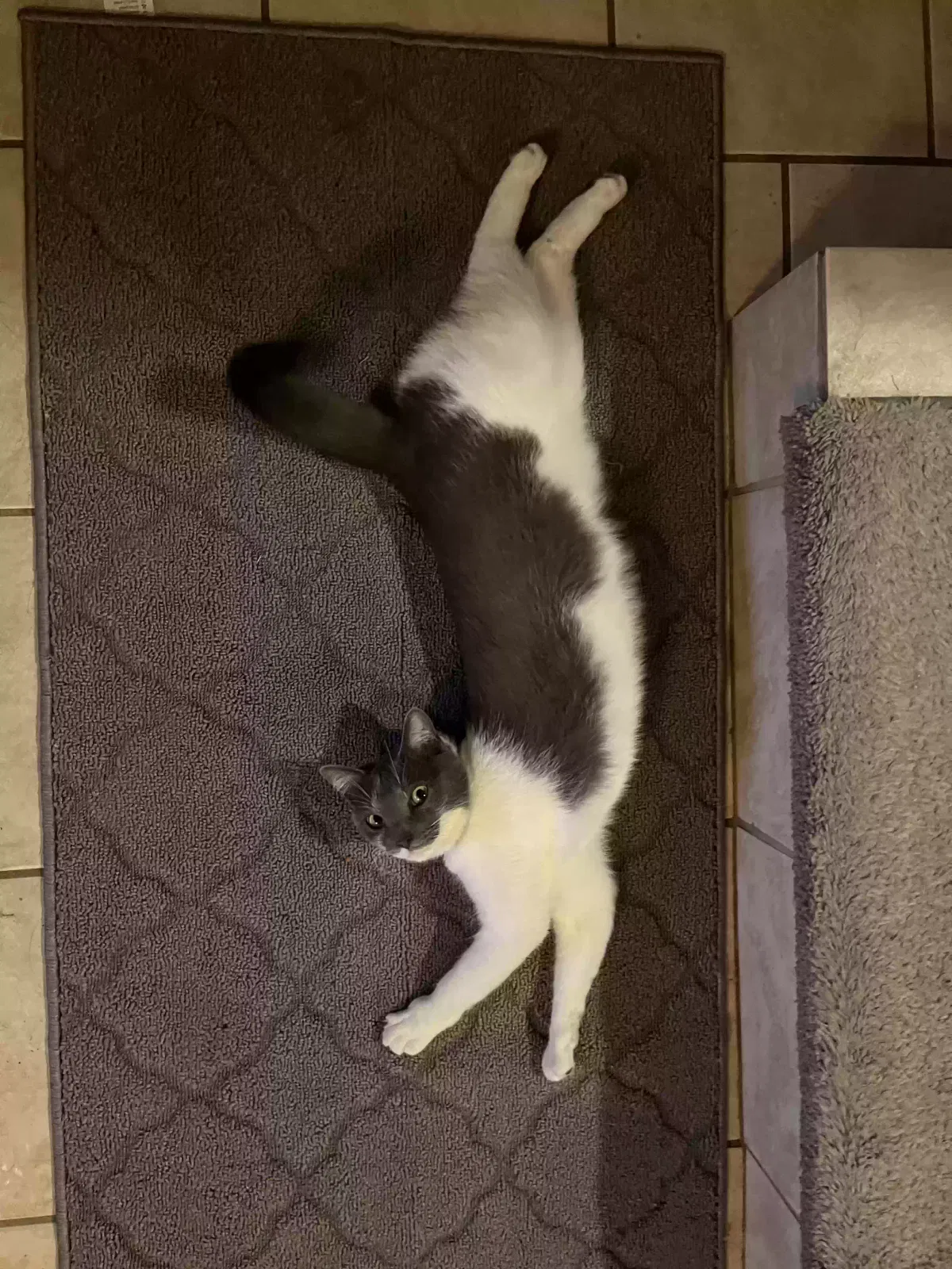 Lost cat in Dallas, TX, 75243