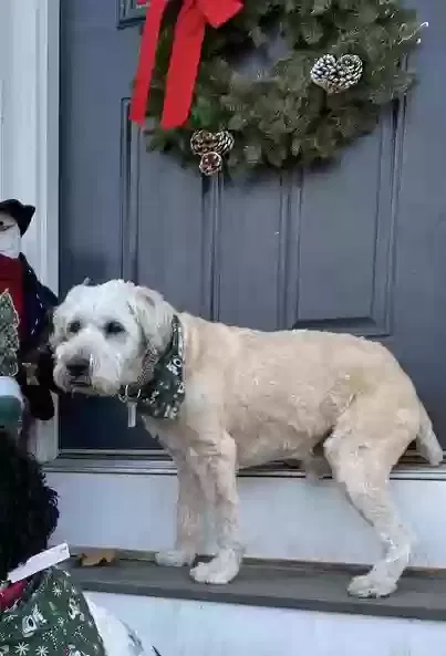 Lost dog in Mountain Lakes, NJ, 7046