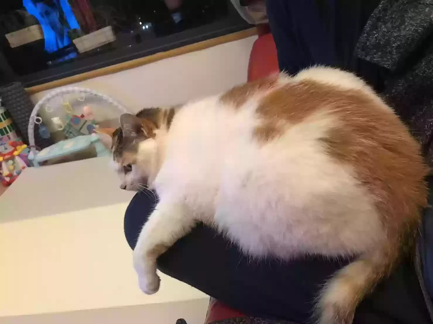 Lost cat in Peoria, AZ, 85383
