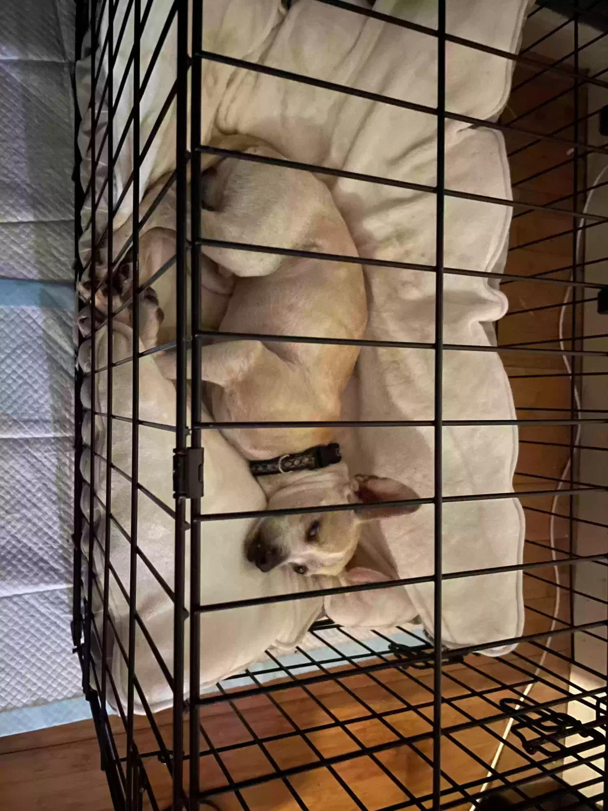 Lost dog in Houston, TX, 77075