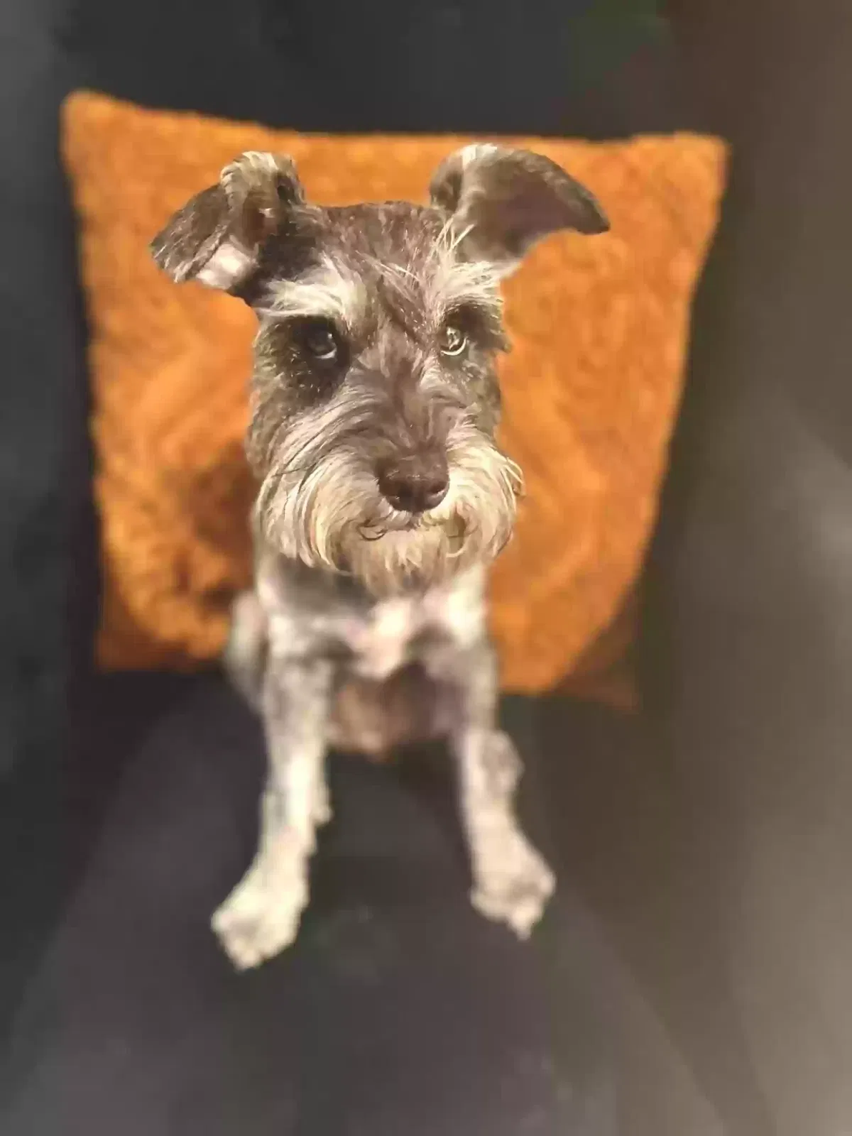 Lost dog in San Antonio, TX, 78223