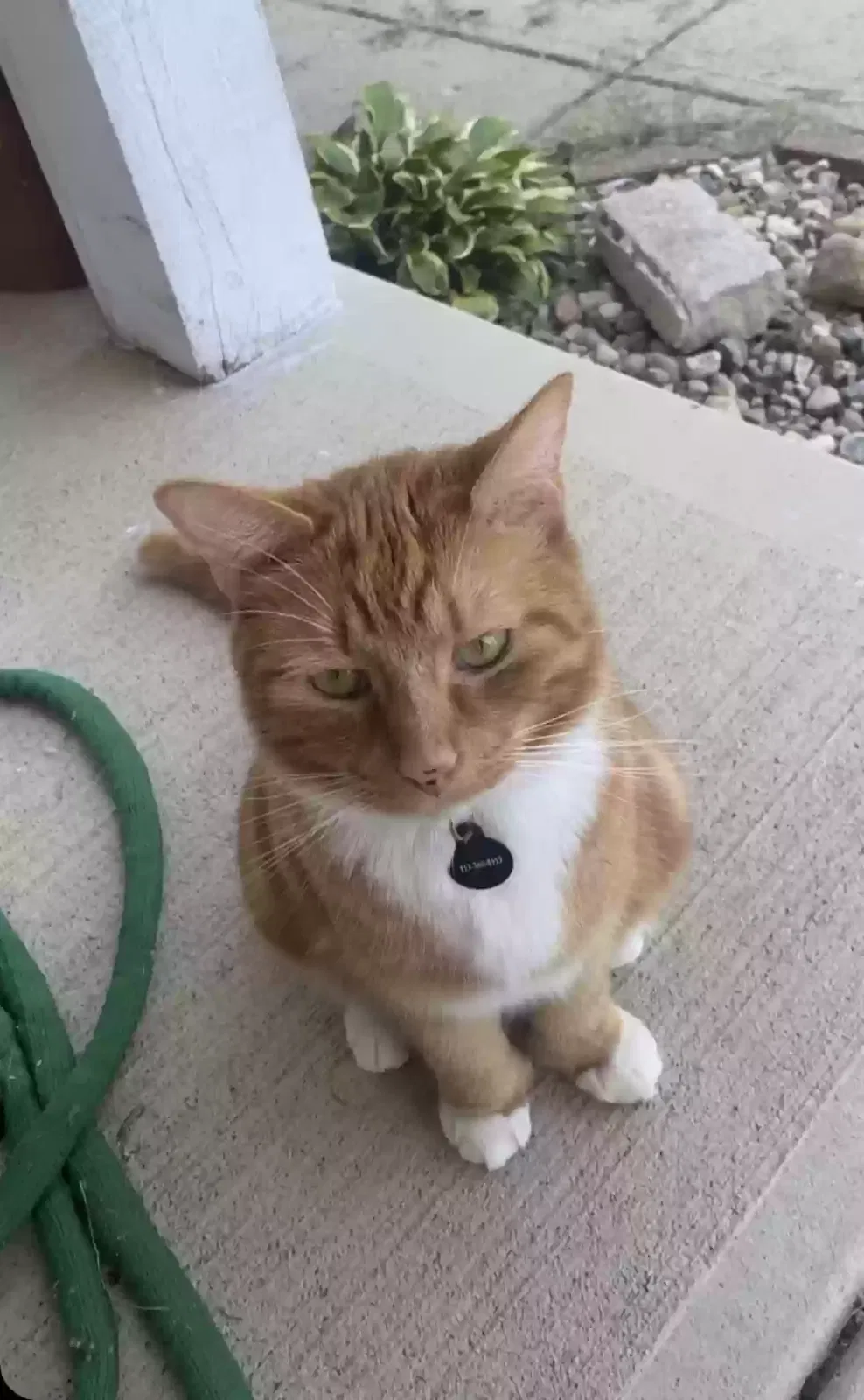 Lost cat in Fairland, IN, 46126