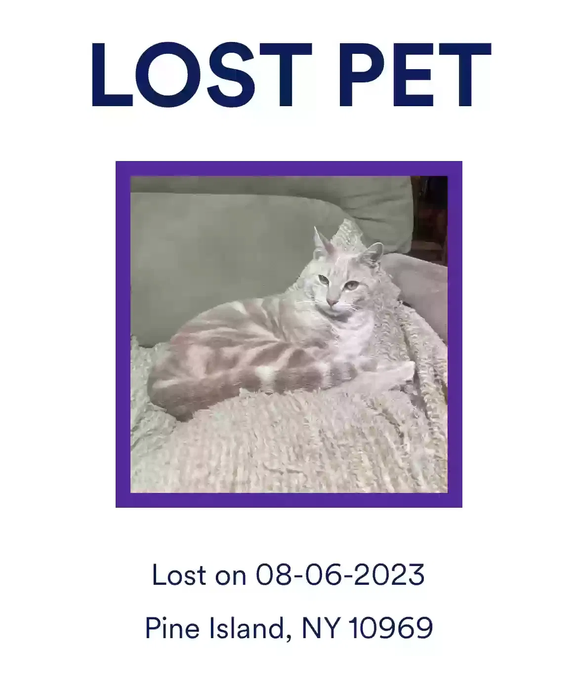Lost cat in Pine Island, NY, 10969