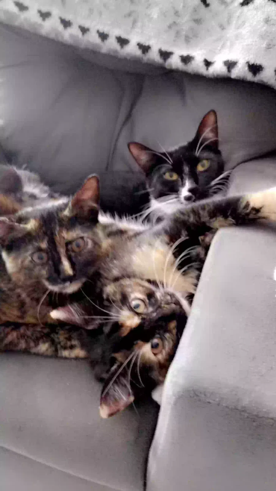 Lost cat in Naples, FL, 34103