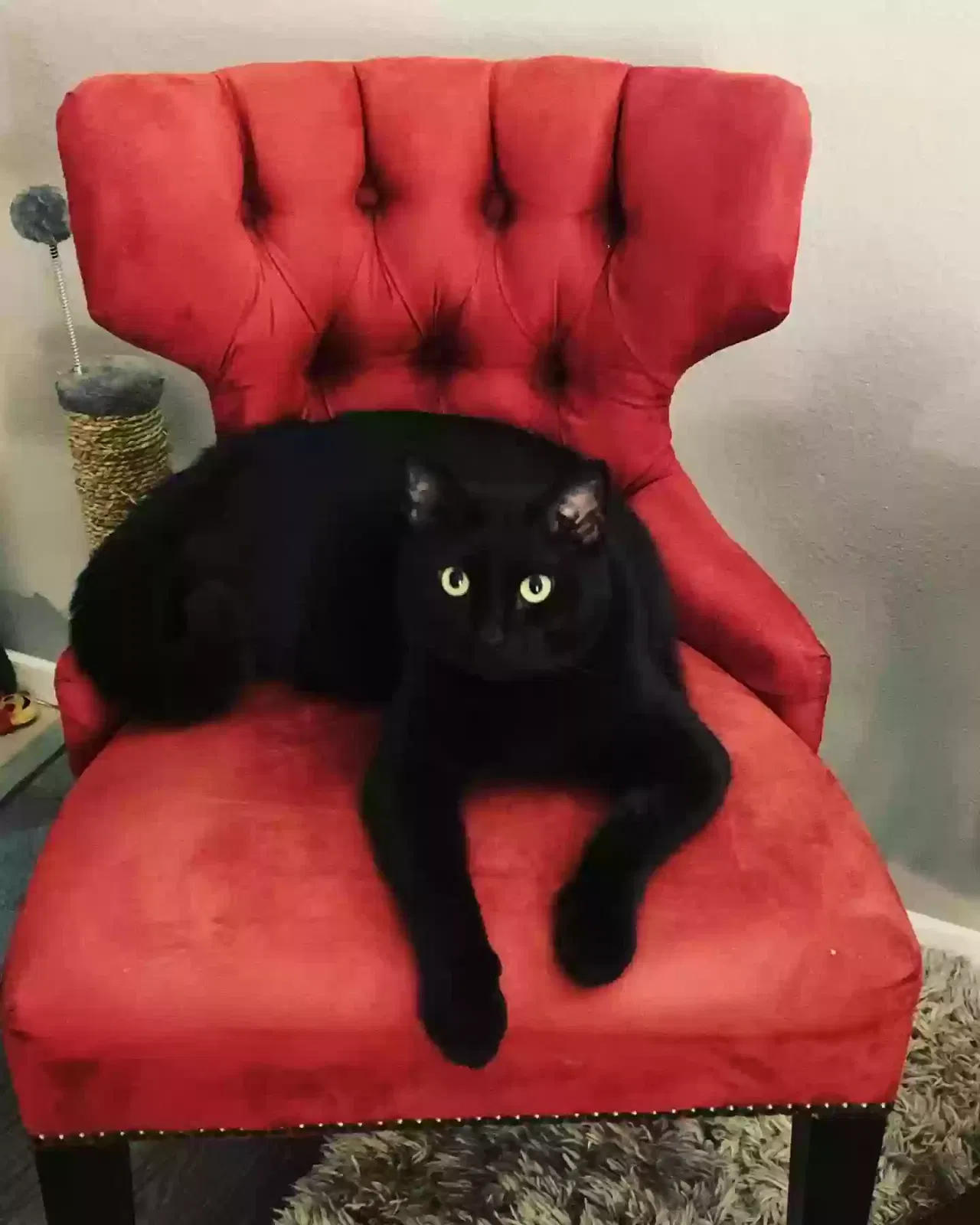 Lost cat in Carrollton, TX, 75006