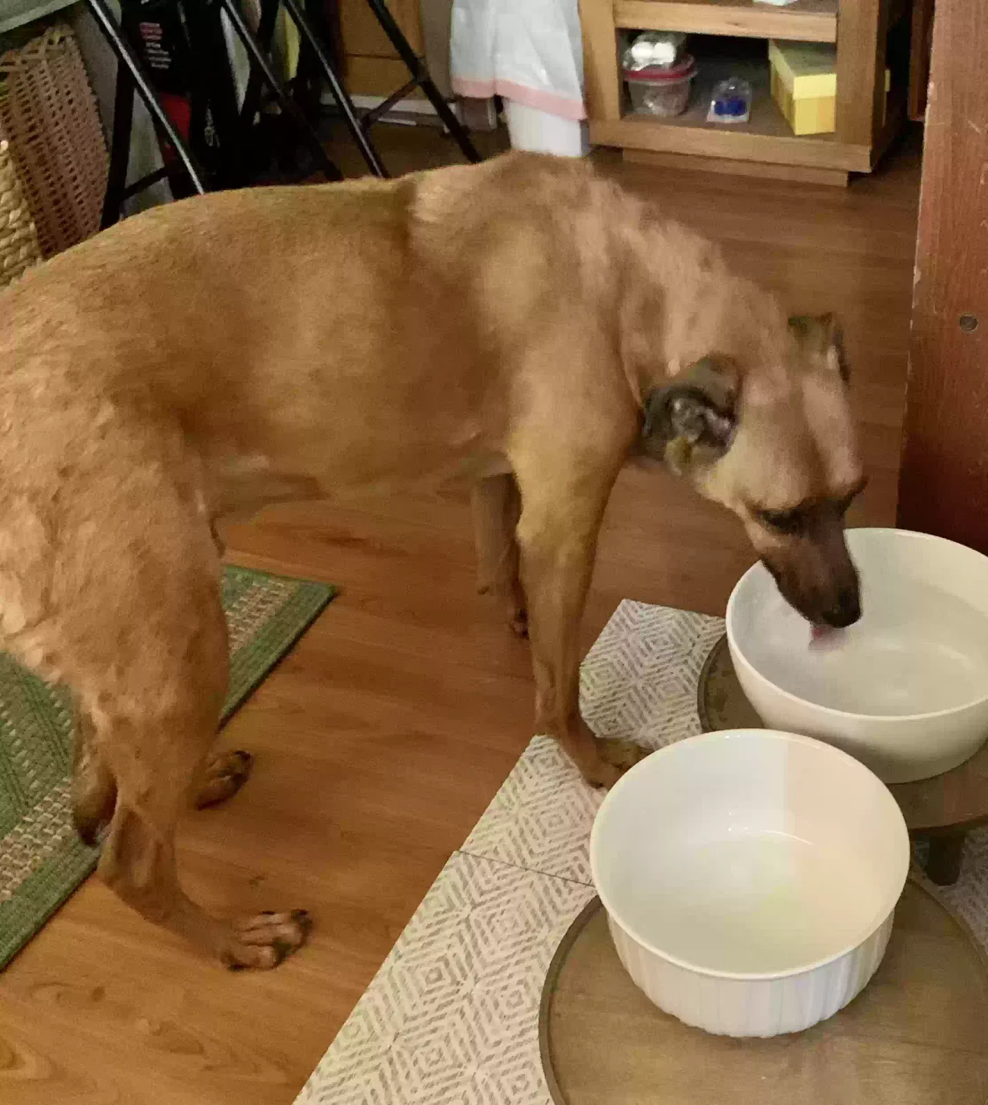 Found dog in Glendale, AZ, 85308