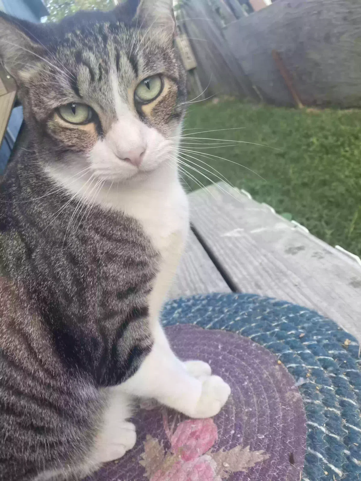 Lost cat in New Caney, TX, 77357