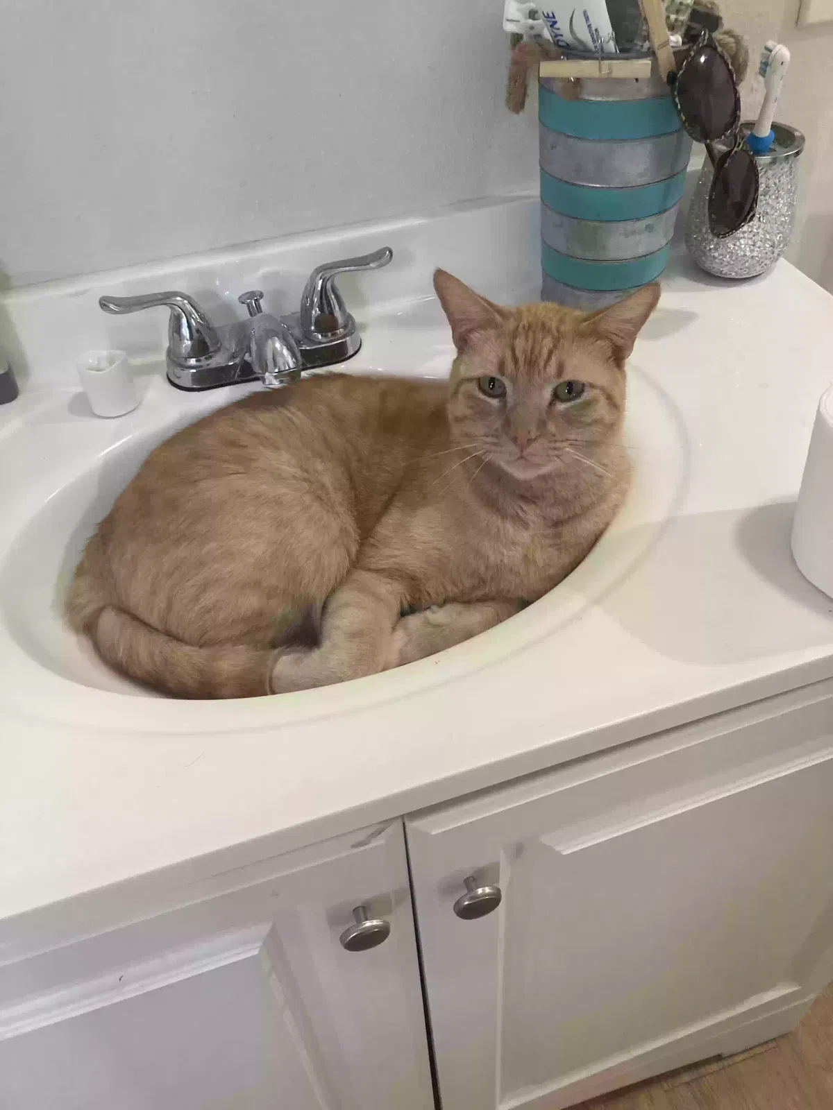 Lost cat in New Caney, TX, 77357