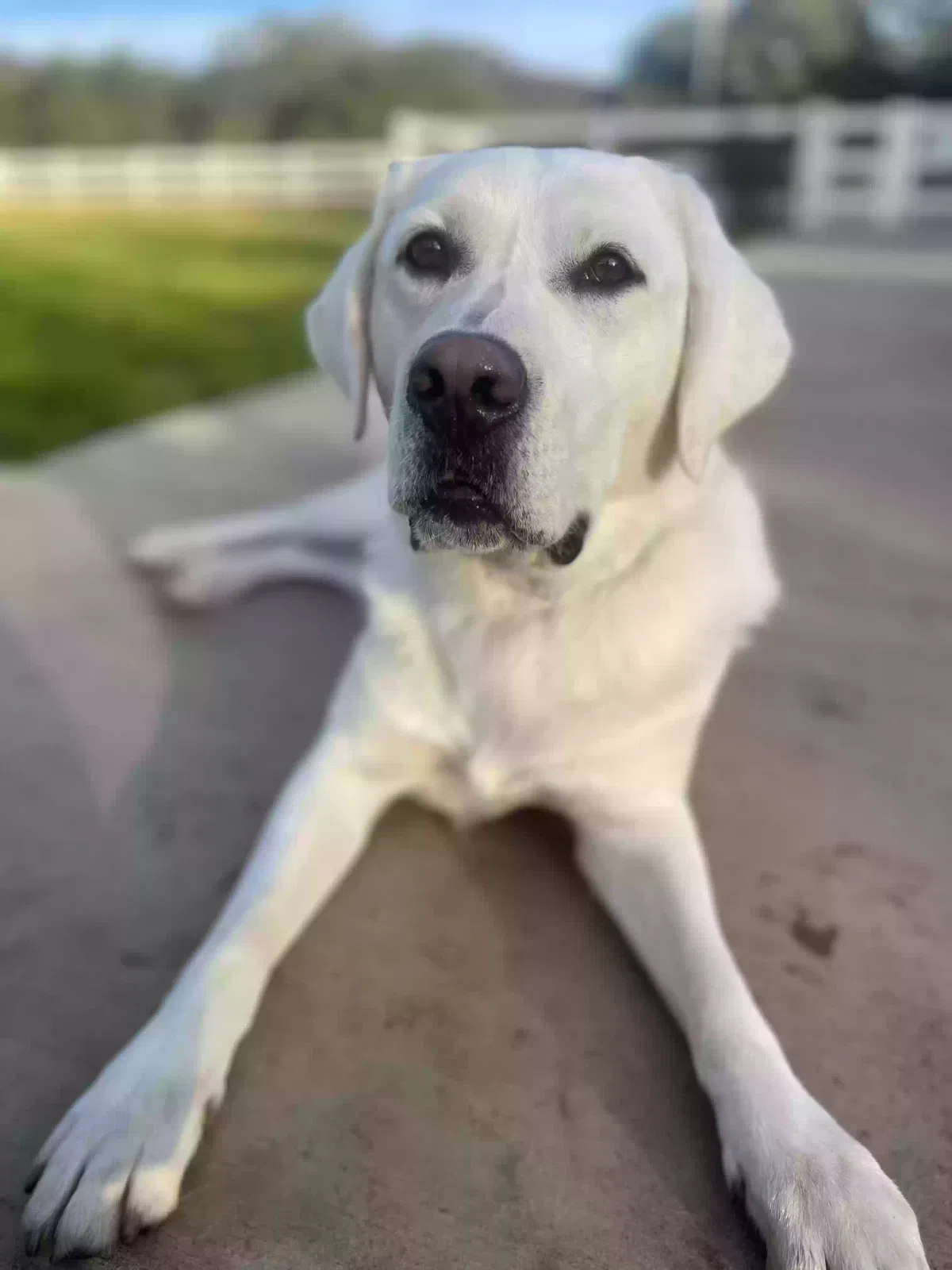 Lost dog in San Diego, CA, 92109