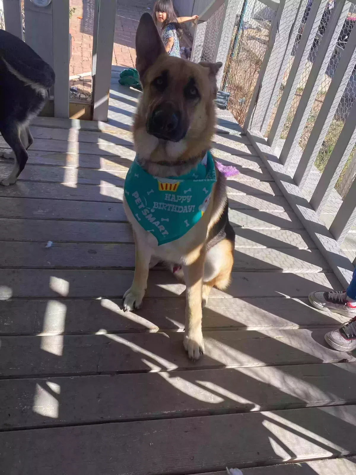 Lost dog in Tucson, AZ, 85719