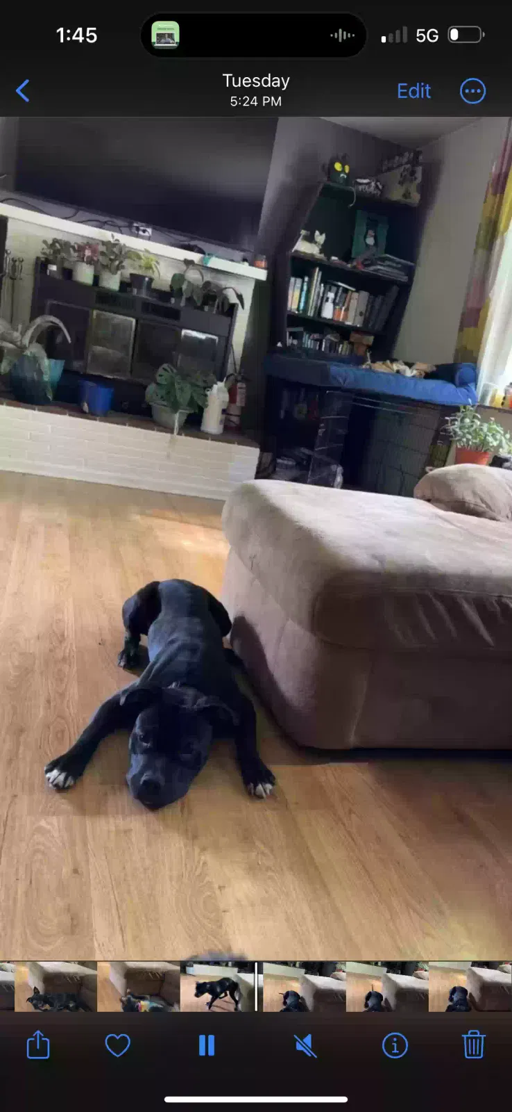 Lost dog in Felicity, OH, 45120