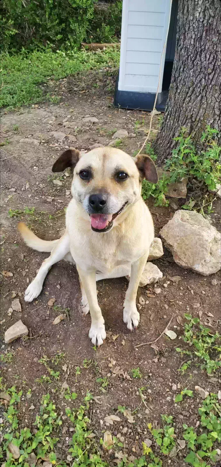 Lost dog in Canyon Lake, TX, 78133