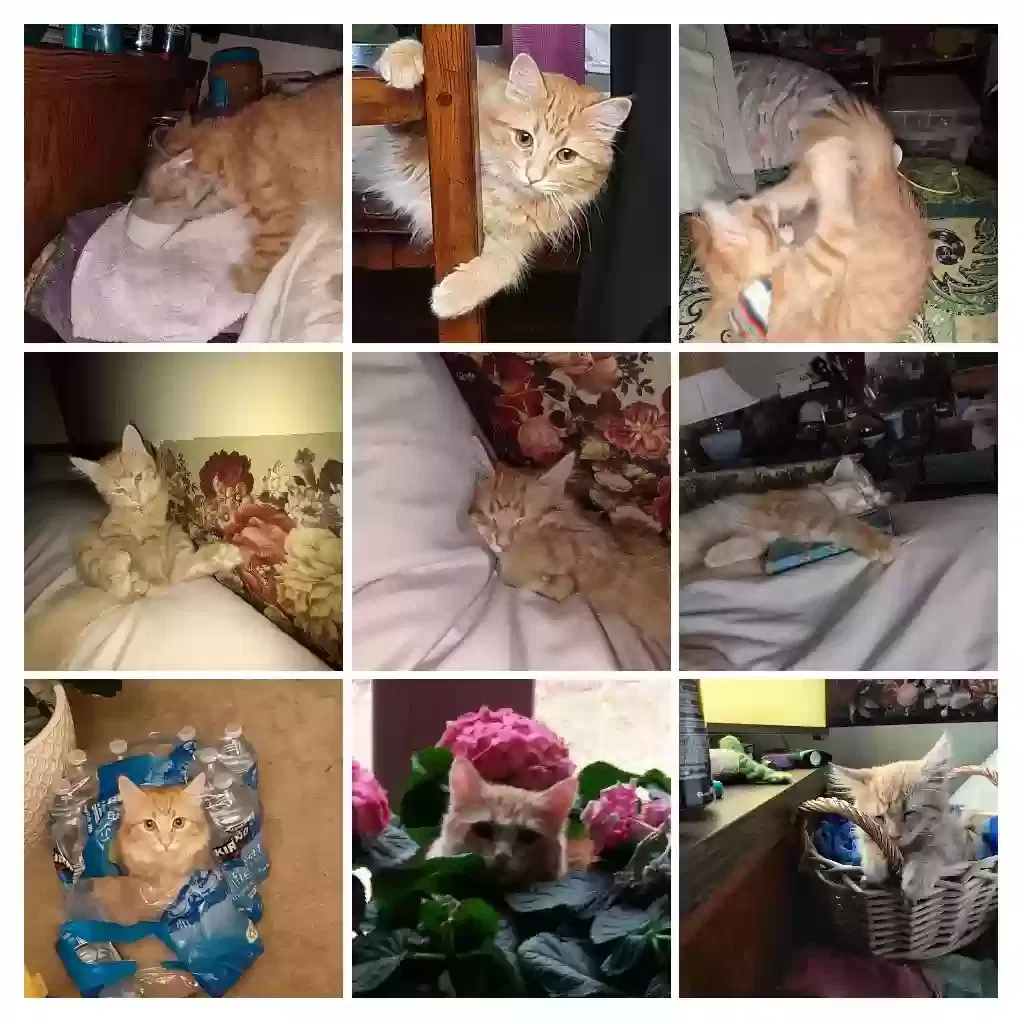 Lost cat in Minneapolis, MN, 55448