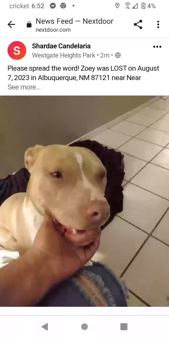 Lost dog in Albuquerque, NM, 87121