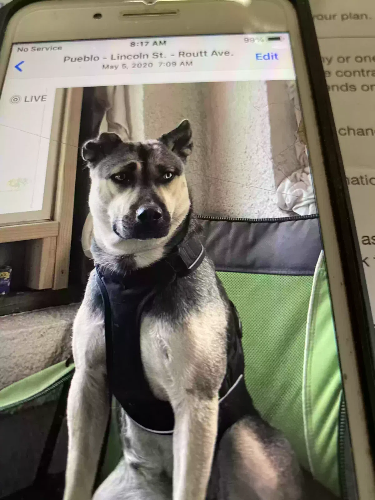 Lost dog in Pueblo, CO, 81004